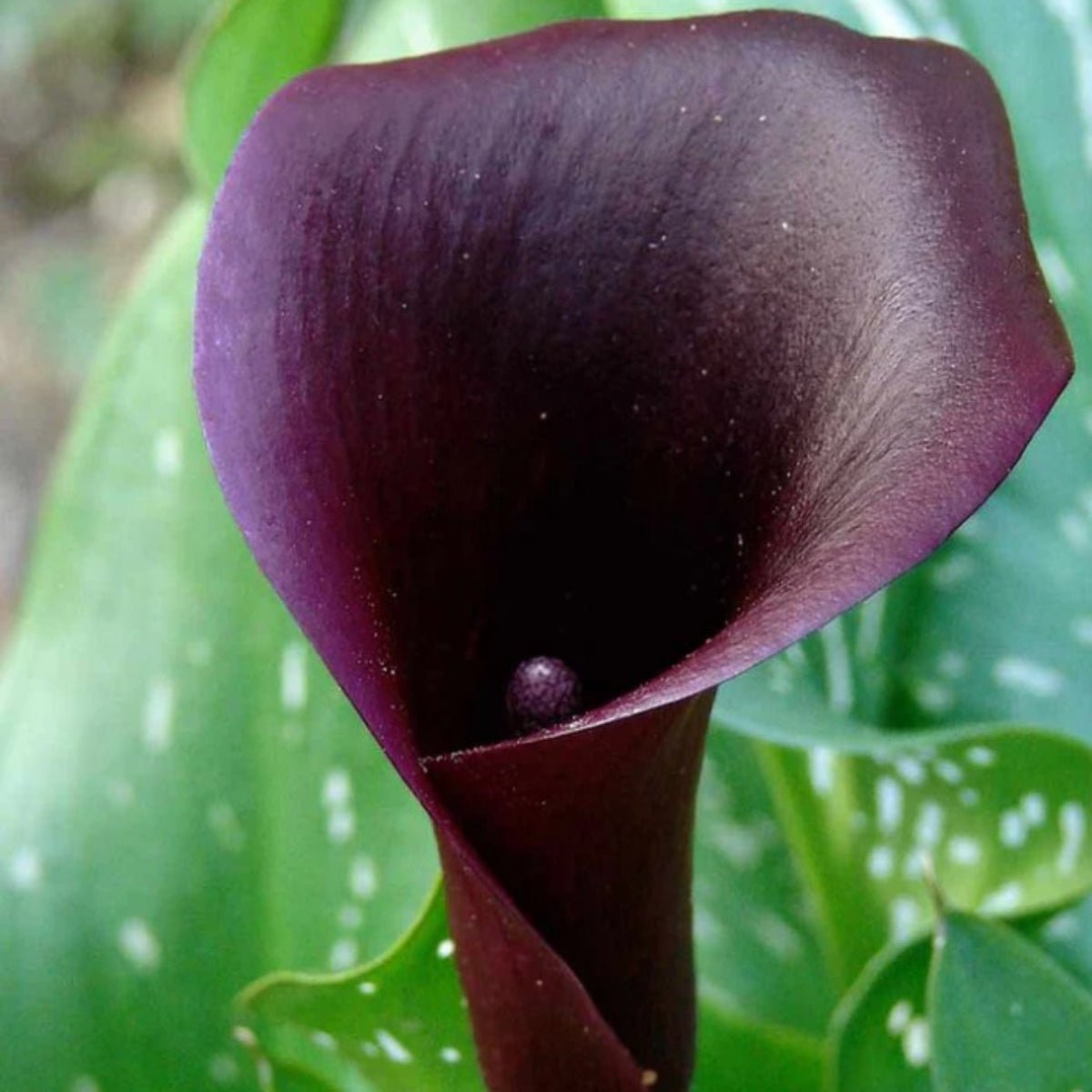 Calla Lilies | Zantedeschias - Oldboy&