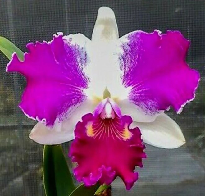 Cattleya Orchid - Oldboy&