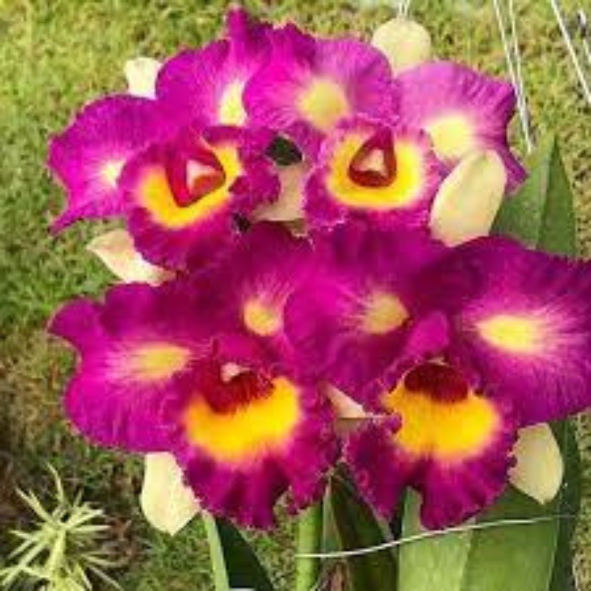 Cattleya Orchid - Oldboy&