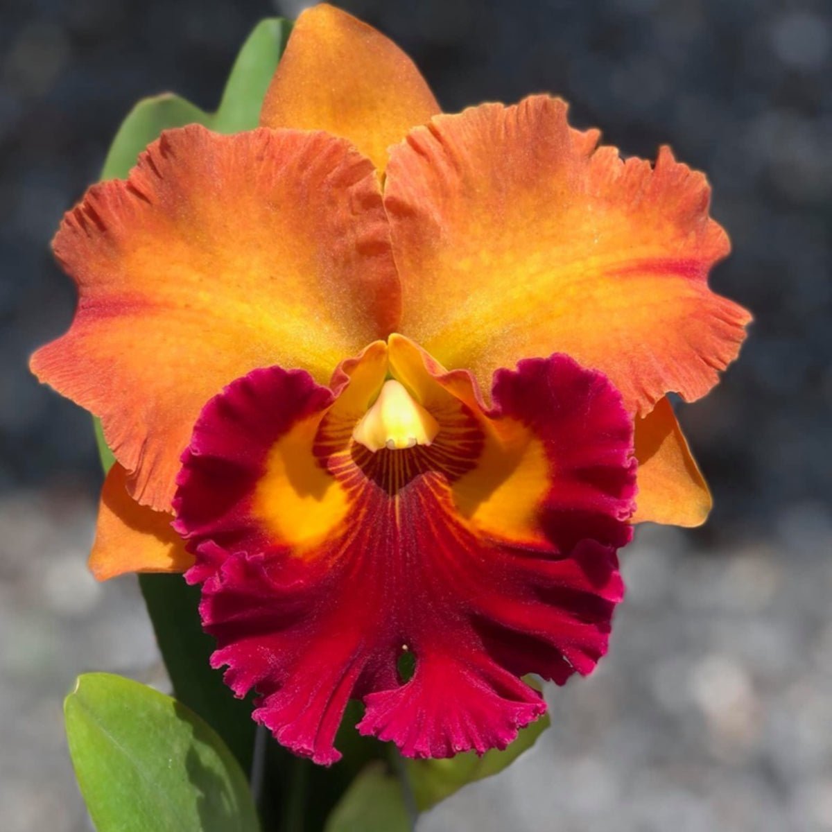 Cattleya Orchid - Oldboy&