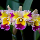Cattleya Orchid - Oldboy&