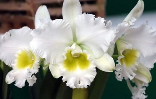 Cattleya Orchid - Oldboy&