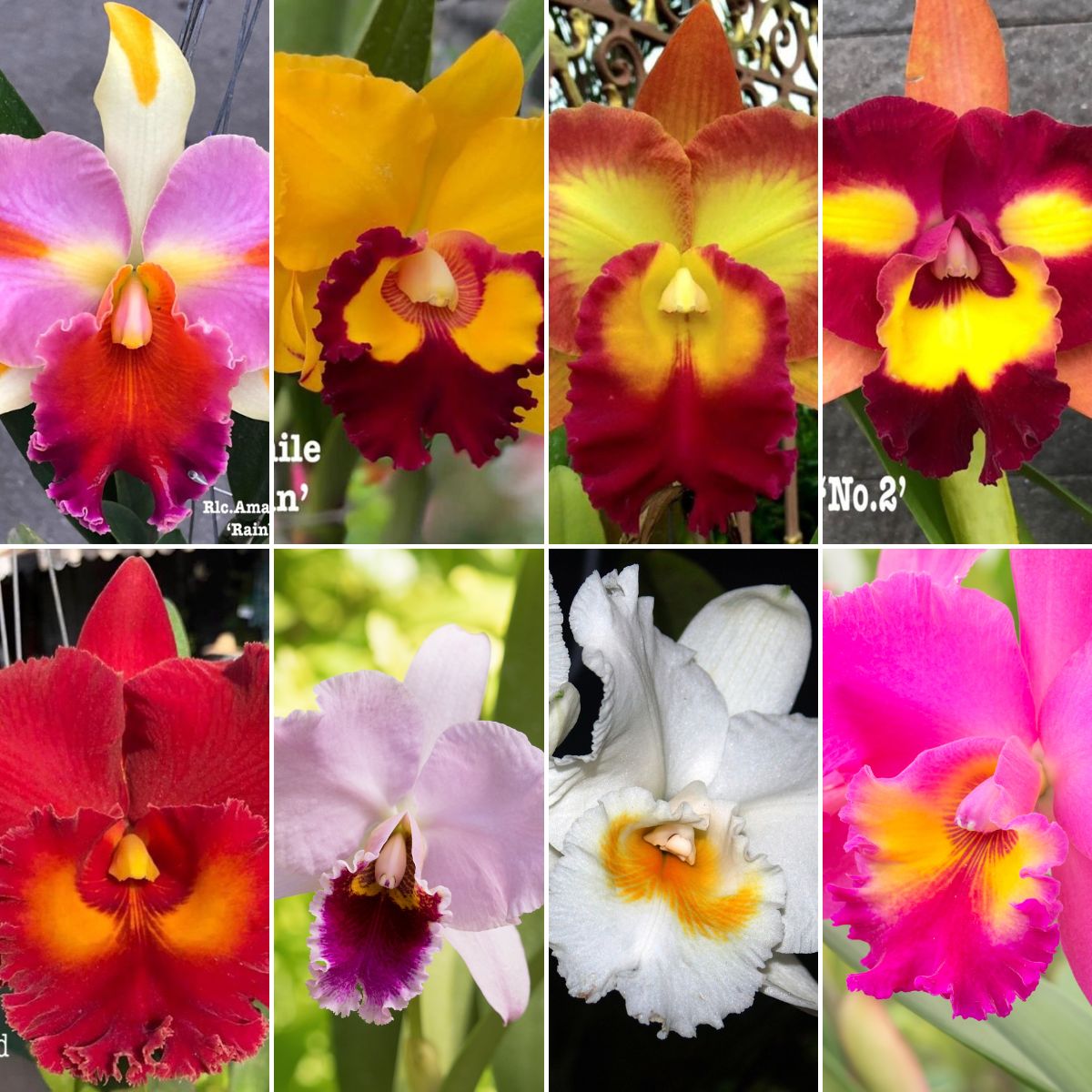 Cattleya Orchid - Oldboy&