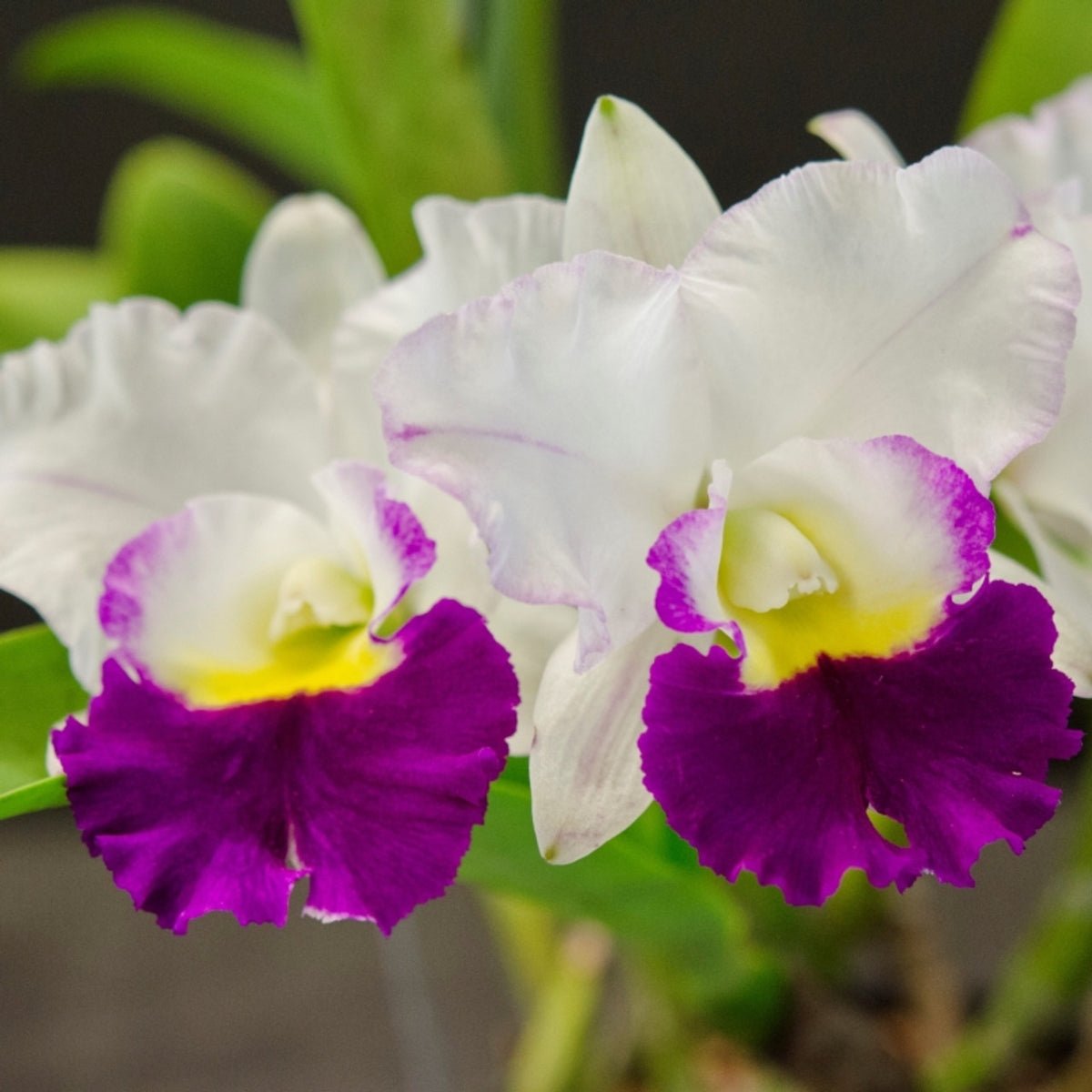 Cattleya Orchid – Orchidaceae – Cattleya spp. - 50mm & 100mm Potted Mericlone - Oldboy&