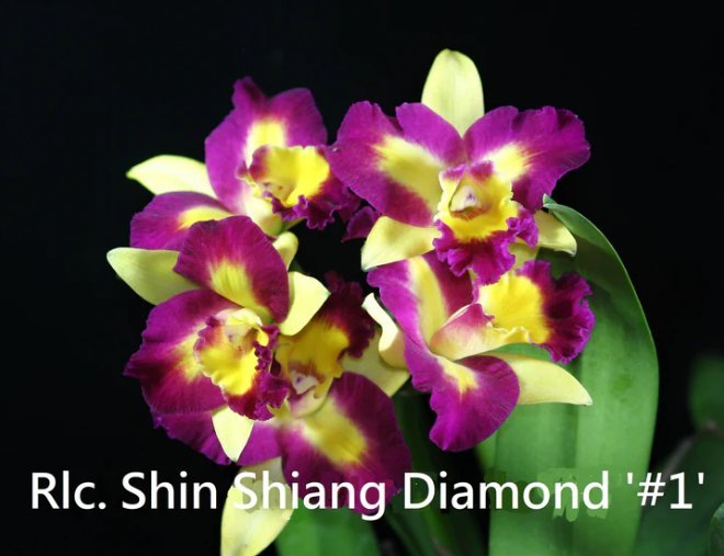 Cattleya Orchid - Oldboy&