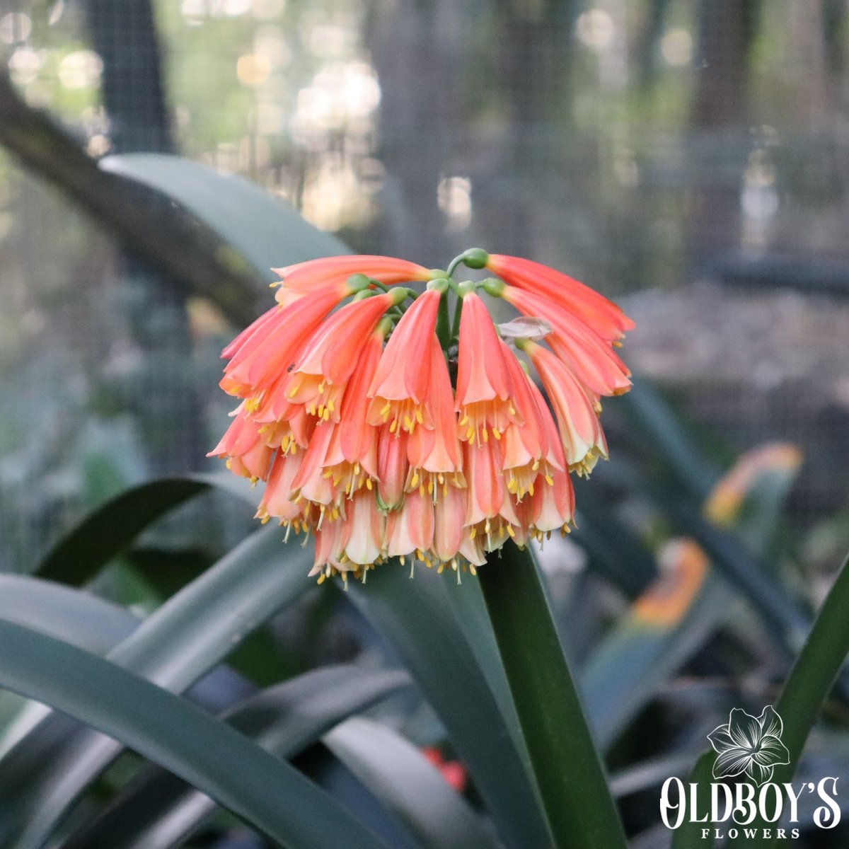 Clivias - Oldboy&