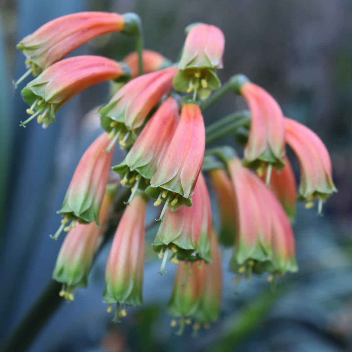 Clivias - Oldboy&