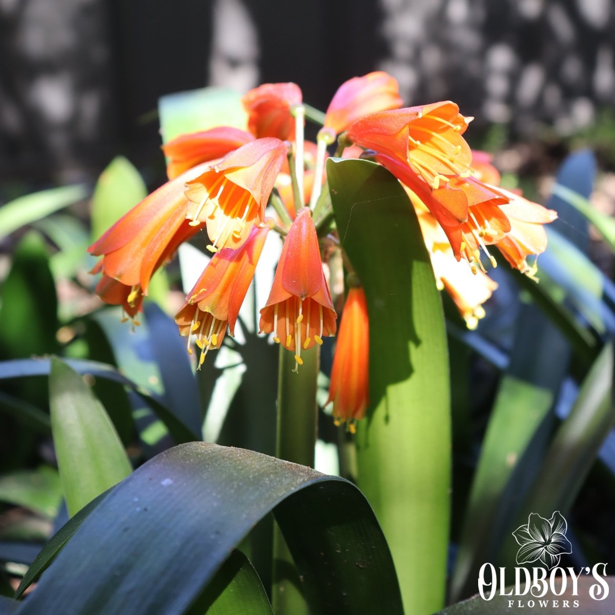 Clivias - Oldboy&