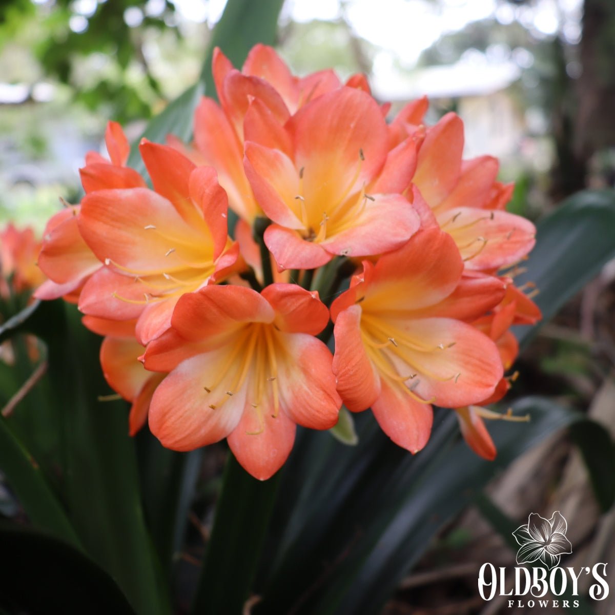 Clivias - Oldboy&