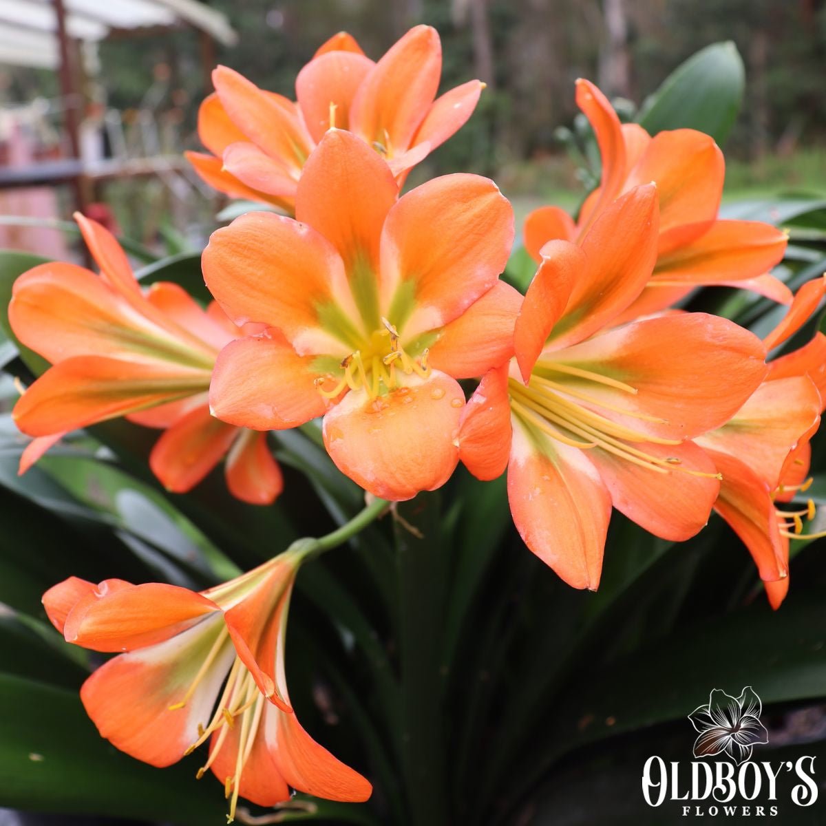 Clivias - Oldboy&