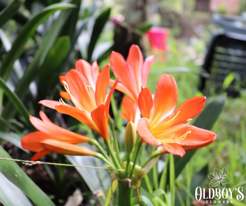 Clivias - Oldboy&