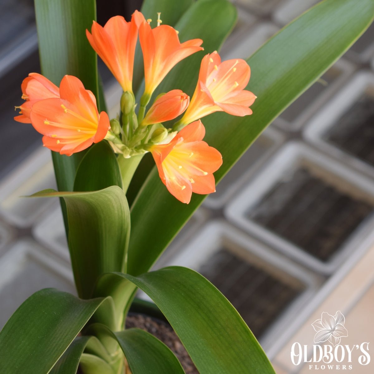 Clivias - Oldboy&