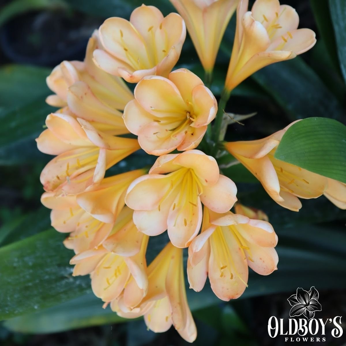 Clivias - Oldboy&