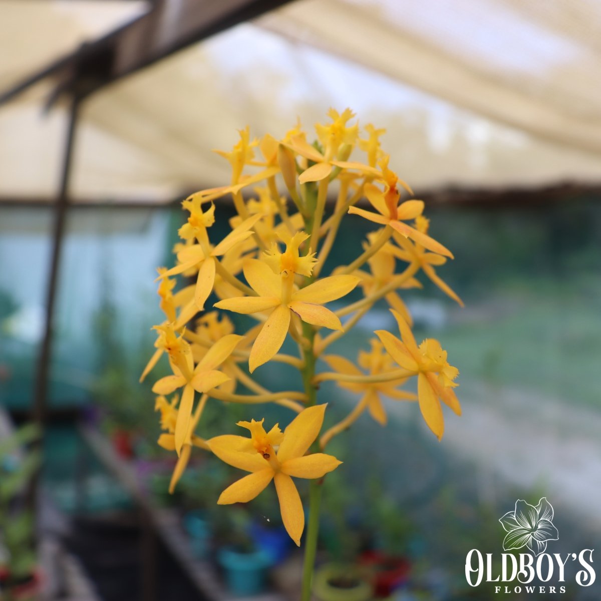 Crucifix Orchid (Epidendrums) - Oldboy&