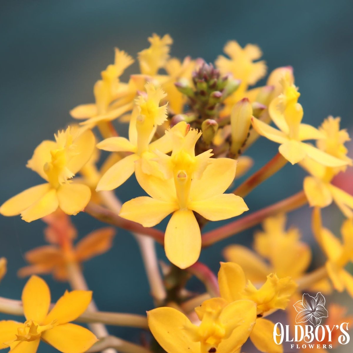 Crucifix Orchid (Epidendrums) - Oldboy&