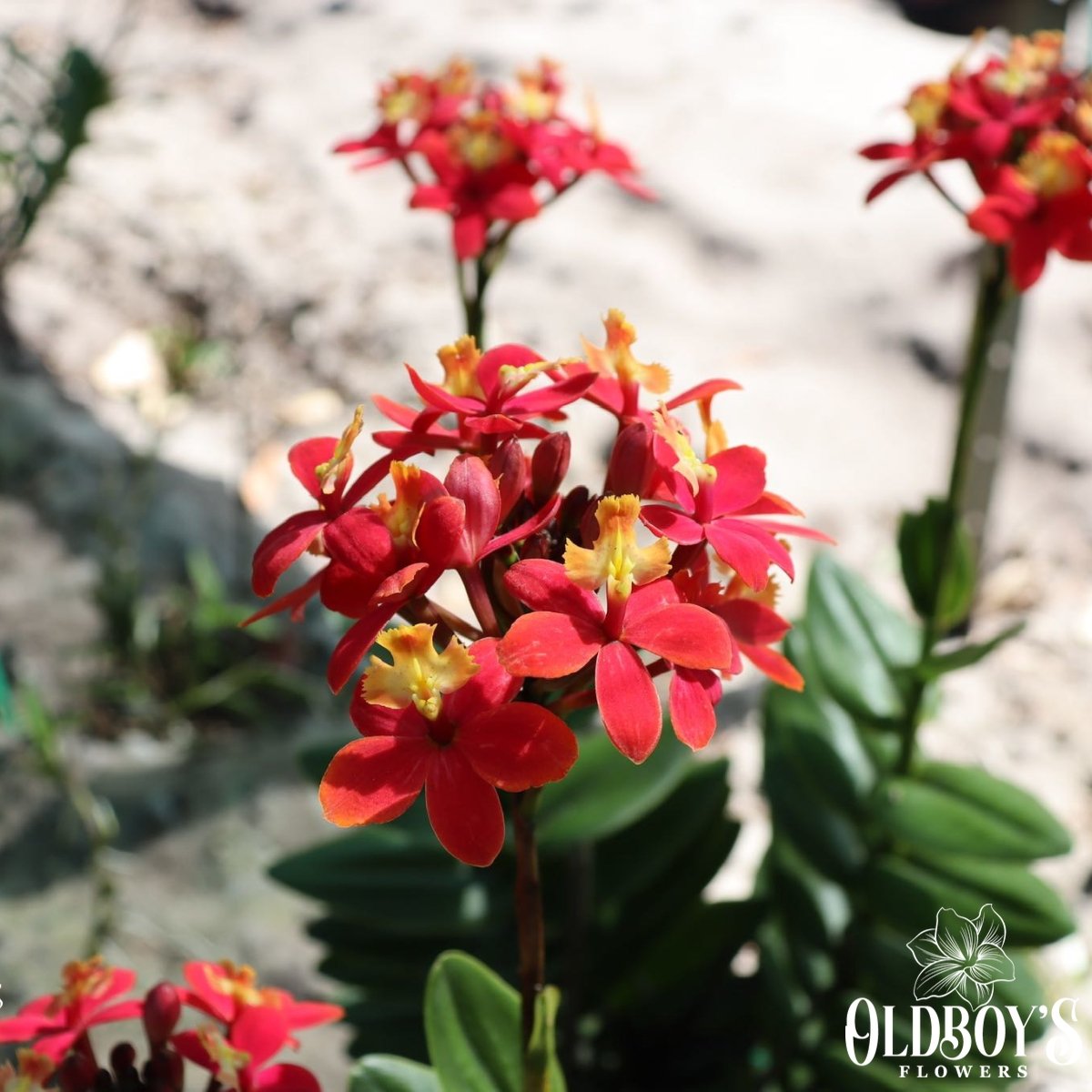 Crucifix Orchid (Epidendrums) - Oldboy&