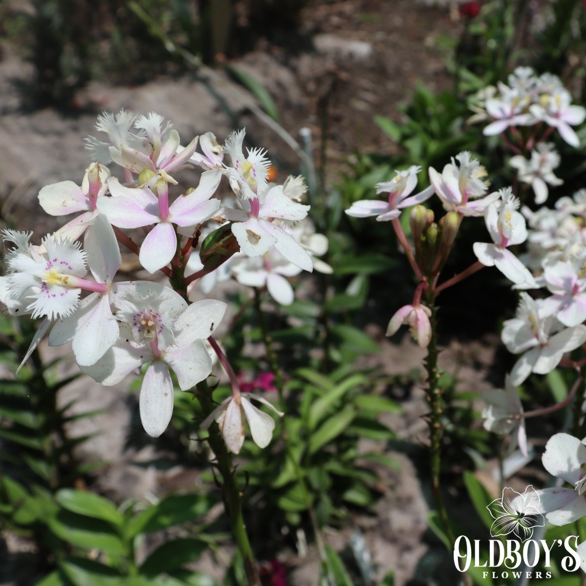 Crucifix Orchid (Epidendrums) - Oldboy&