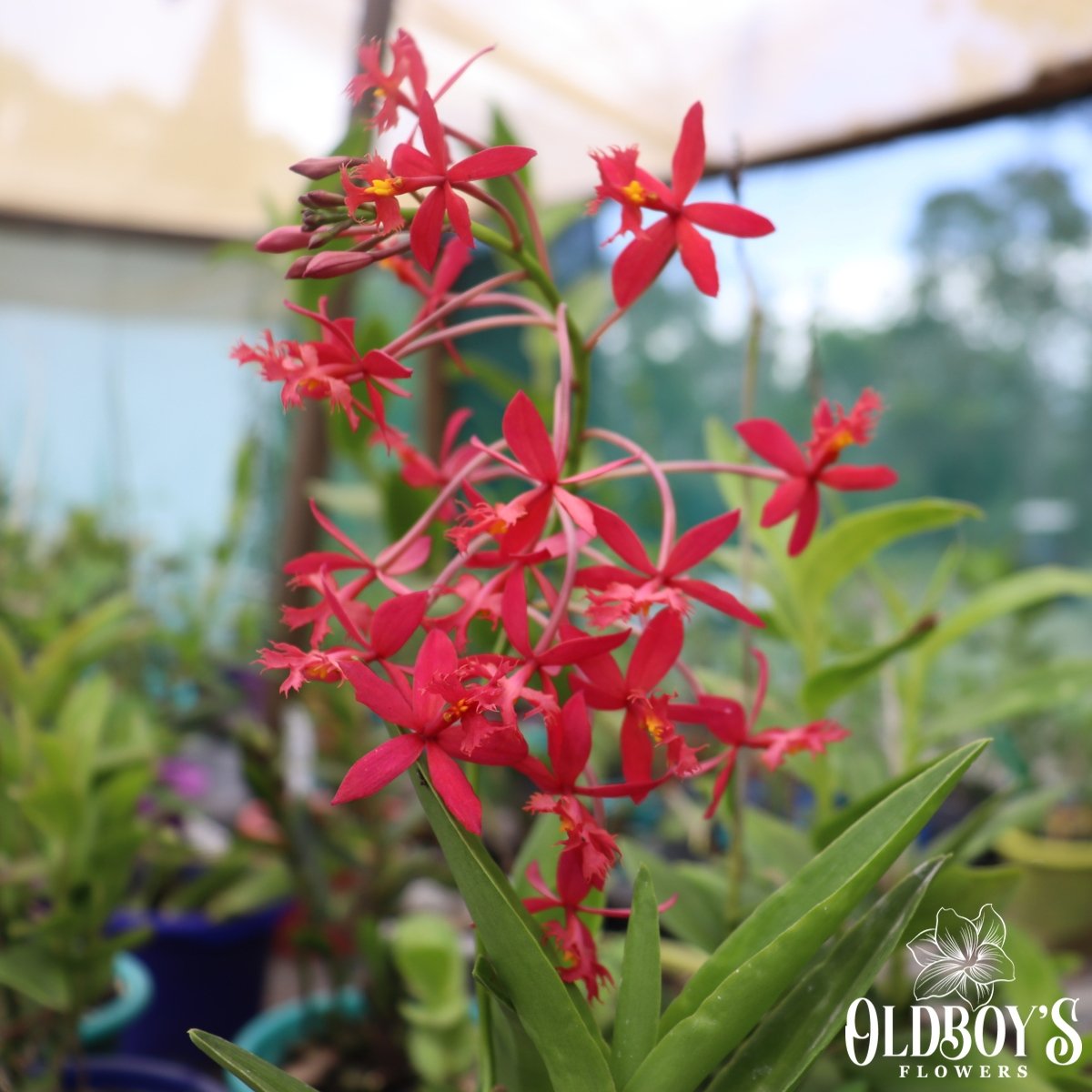 Crucifix Orchid (Epidendrums) - Oldboy&