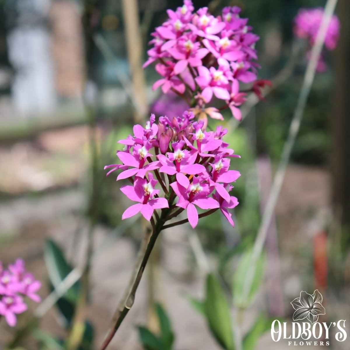 Crucifix Orchid (Epidendrums) - Oldboy&