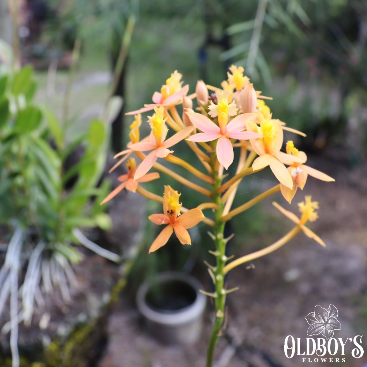 Crucifix Orchid (Epidendrums) - Oldboy&