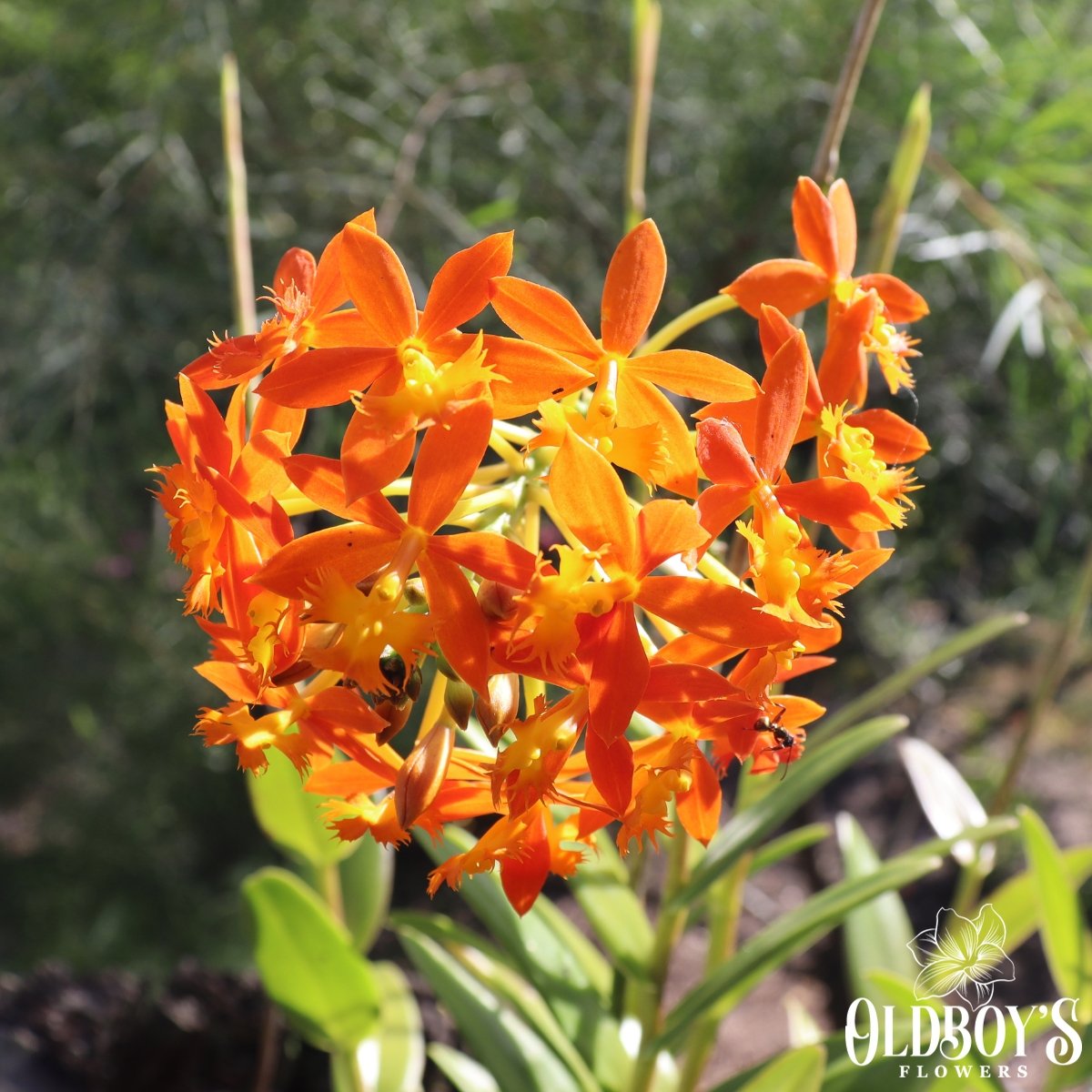 Crucifix Orchid (Epidendrums) - Oldboy&