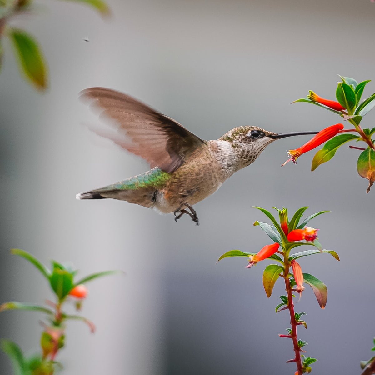 Cuphea Ignea | Honeyeaters Lunch - Oldboy&