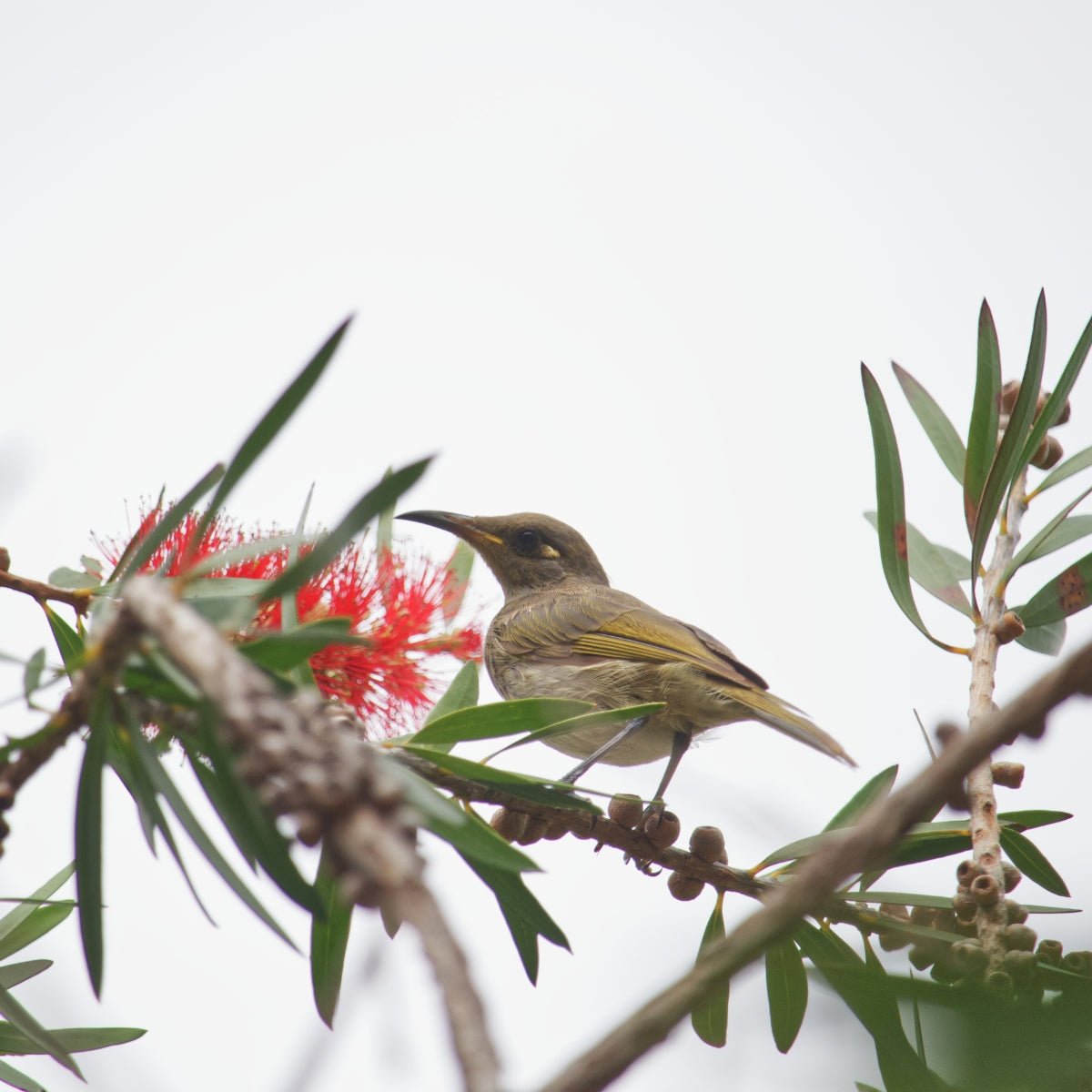 Cuphea Ignea | Honeyeaters Lunch - Oldboy&