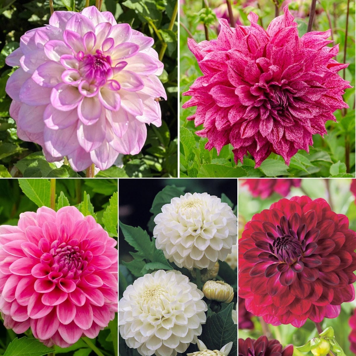 Dahlias - Oldboy&