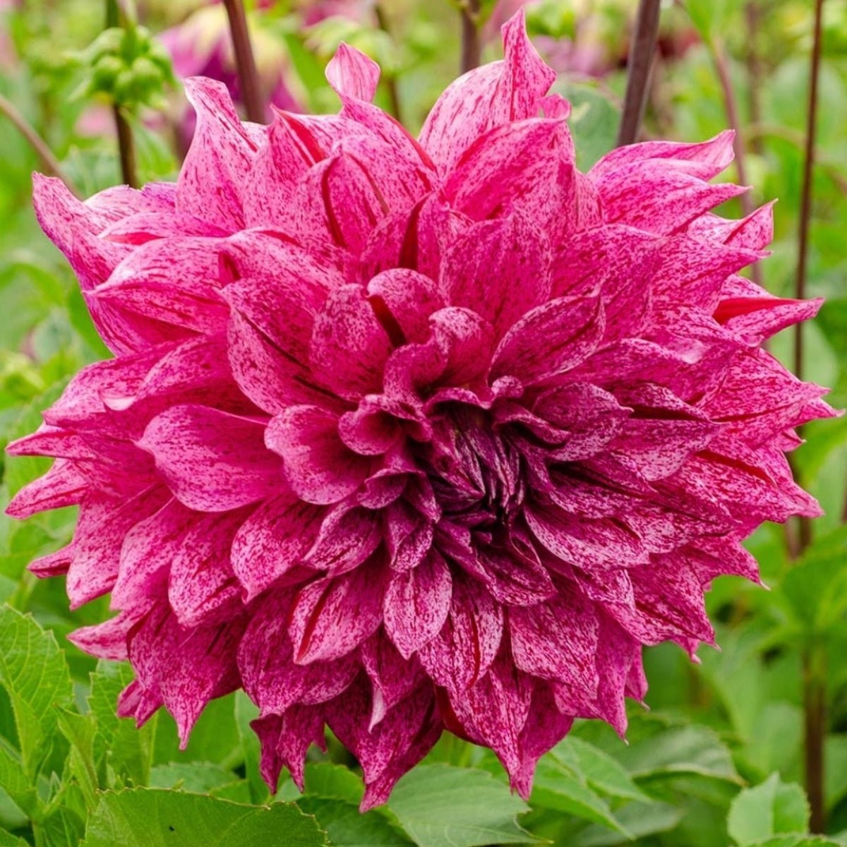 Dahlias - Oldboy&