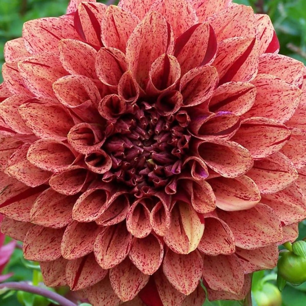 Dahlias - Oldboy&