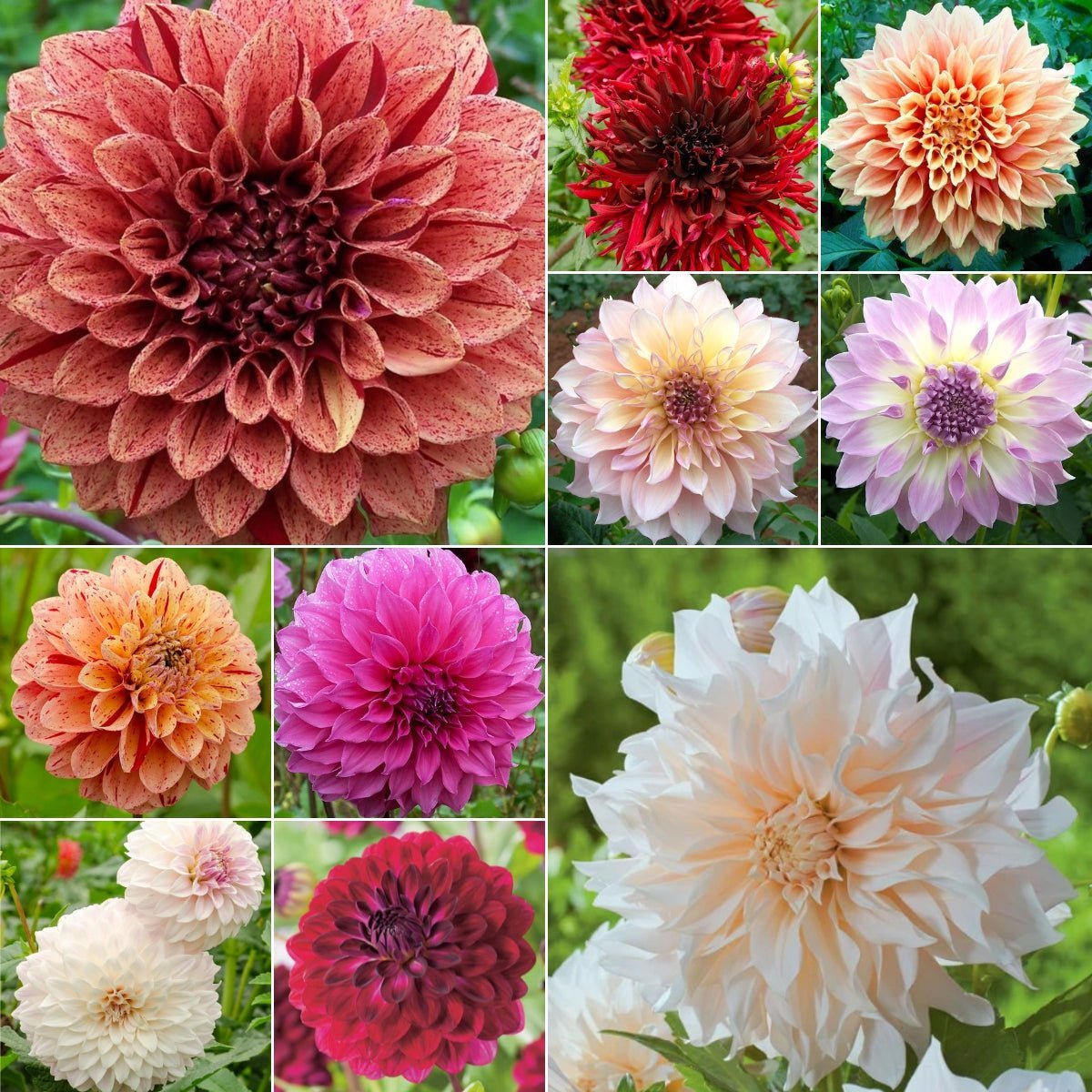 Dahlias - Oldboy&