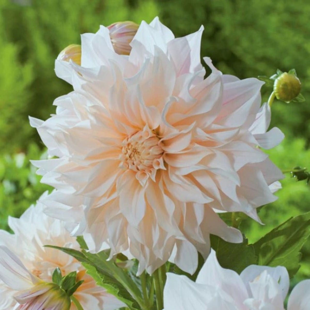 Dahlias - Oldboy&