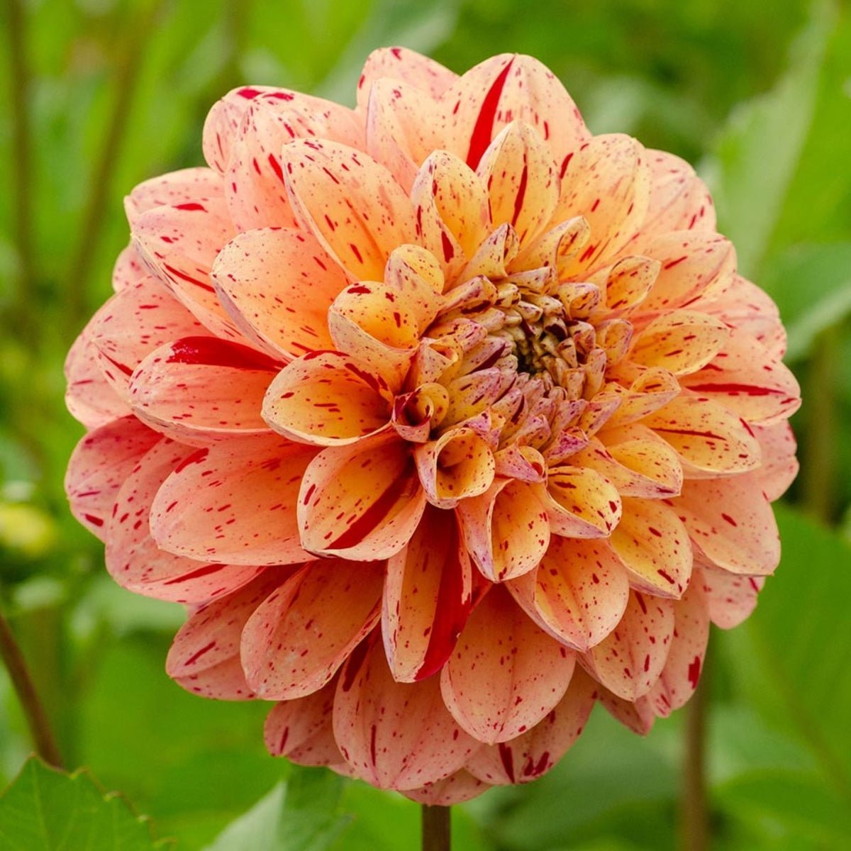 Dahlias - Oldboy&