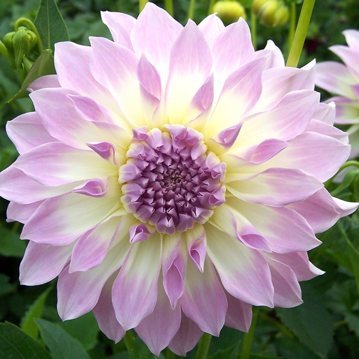 Dahlias - Oldboy&