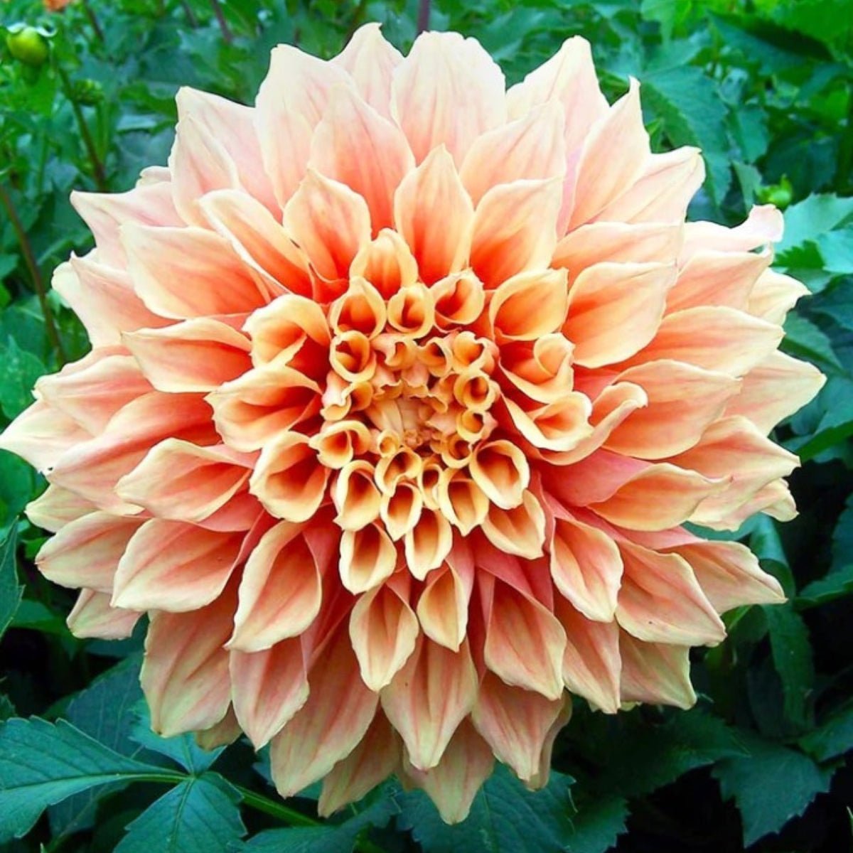 Dahlias - Oldboy&