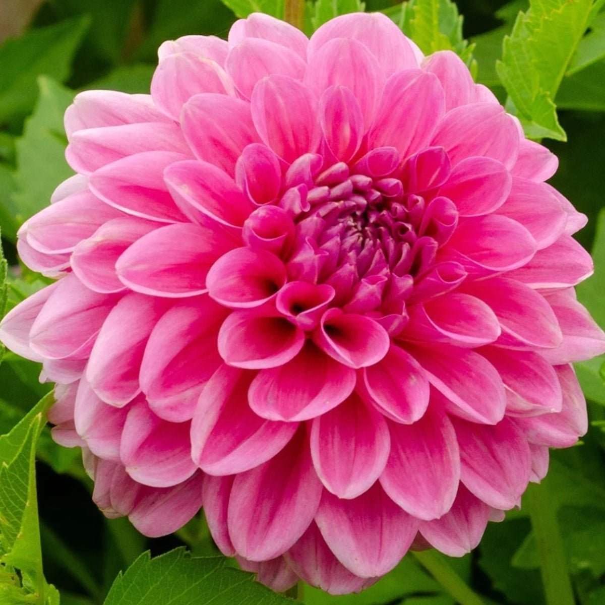 Dahlias - Oldboy&