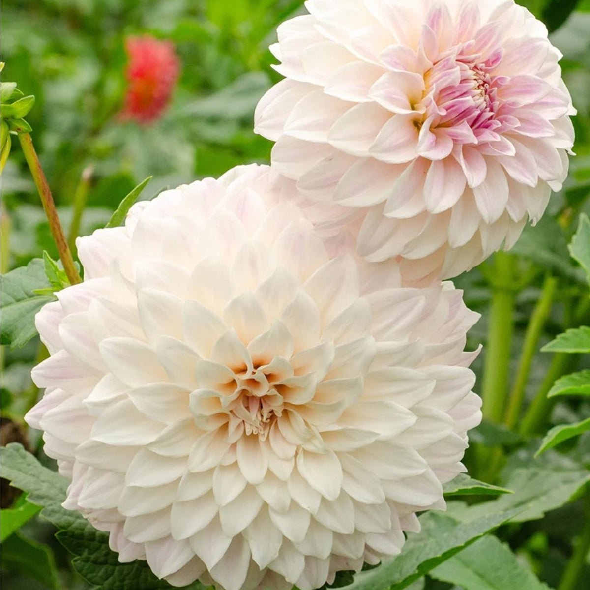 Dahlias - Oldboy&