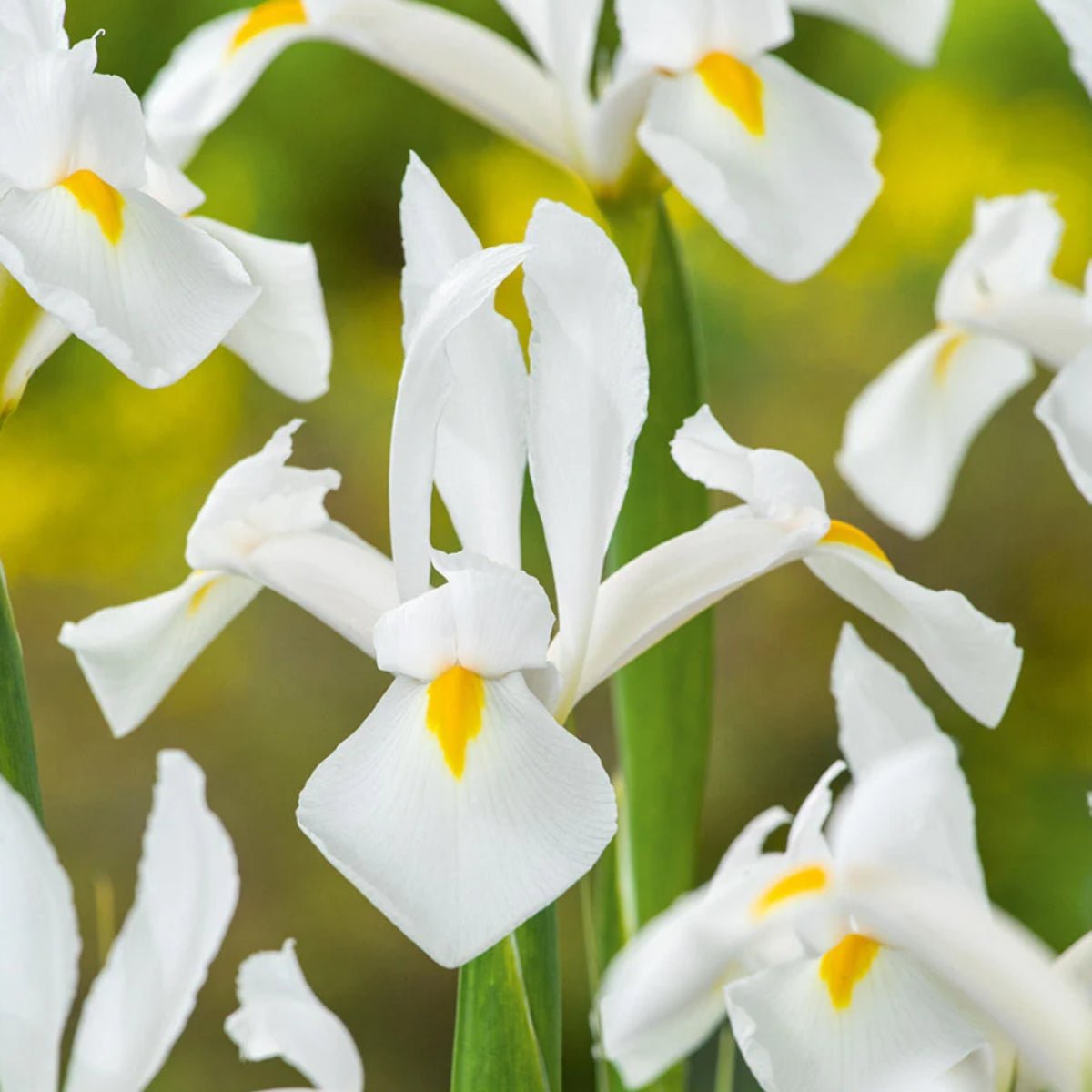 Dutch Iris - Oldboy&