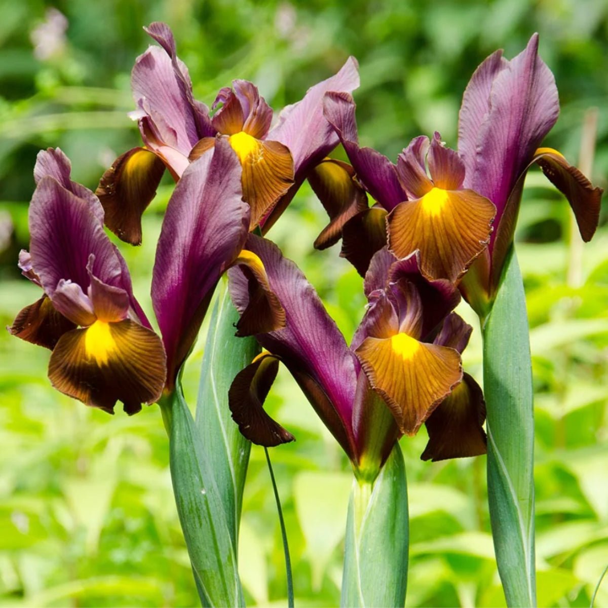 Dutch Iris - Oldboy&