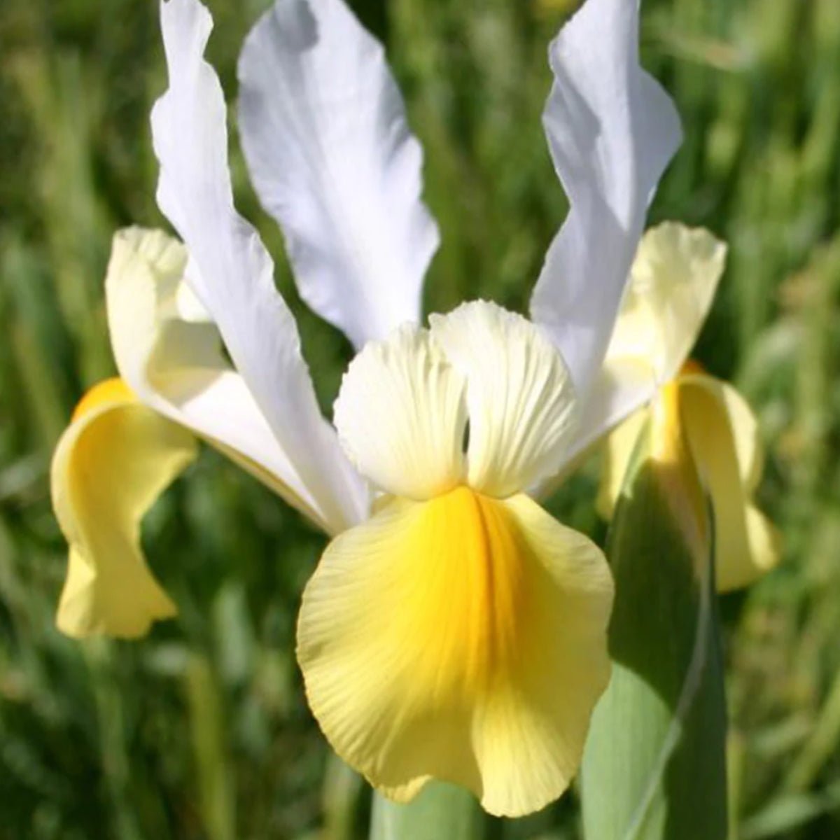 Dutch Iris - Oldboy&