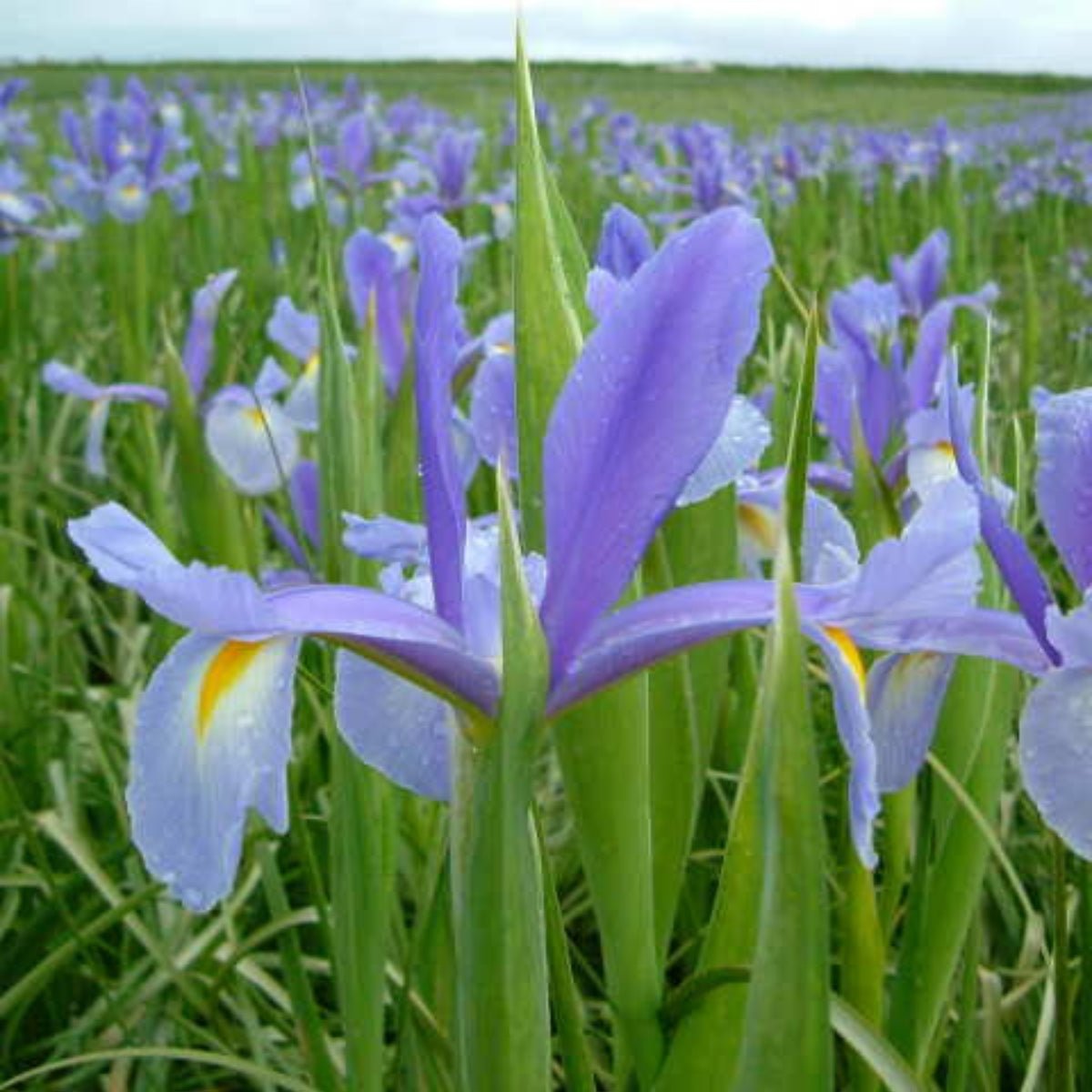 Dutch Iris - Oldboy&