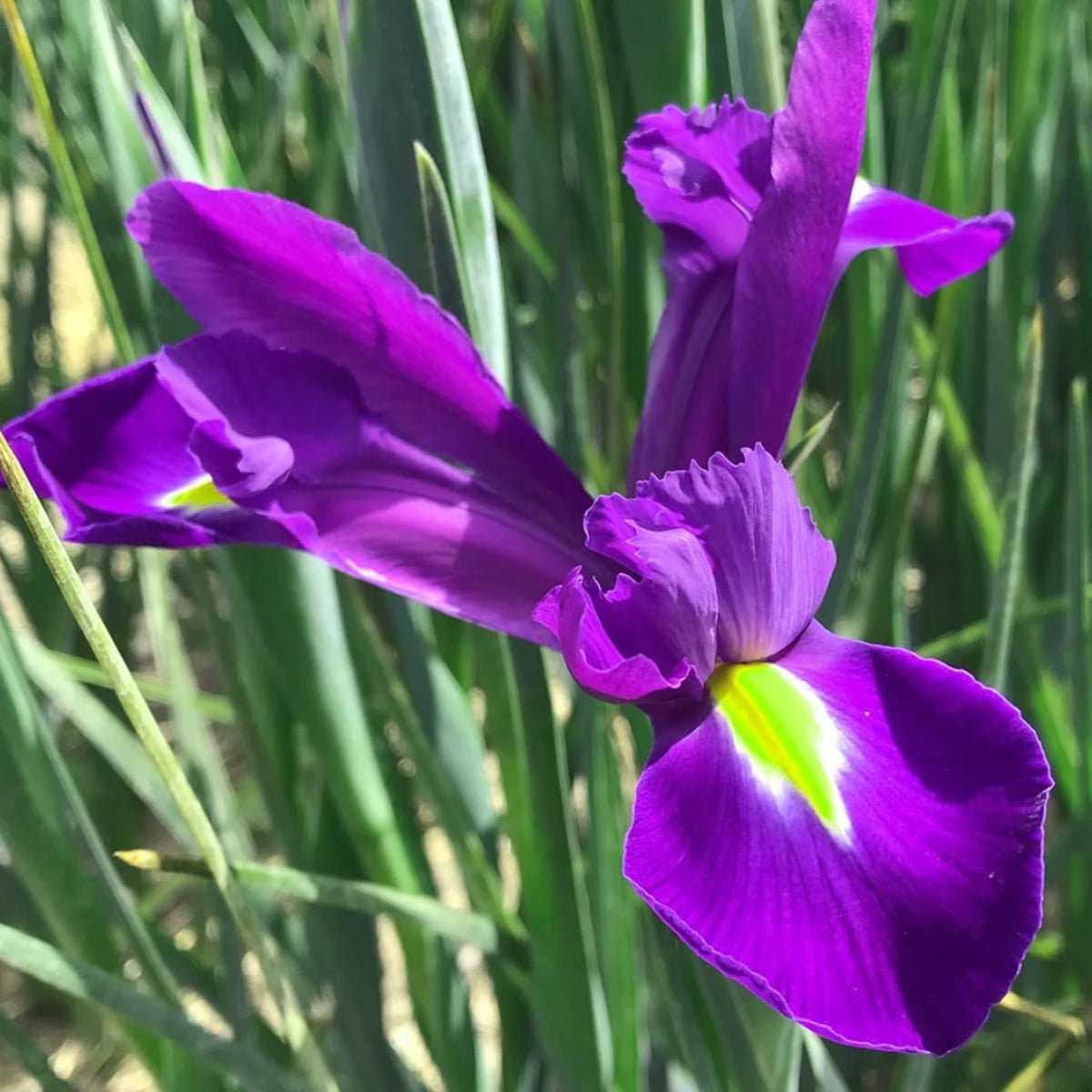 Dutch Iris - Oldboy&