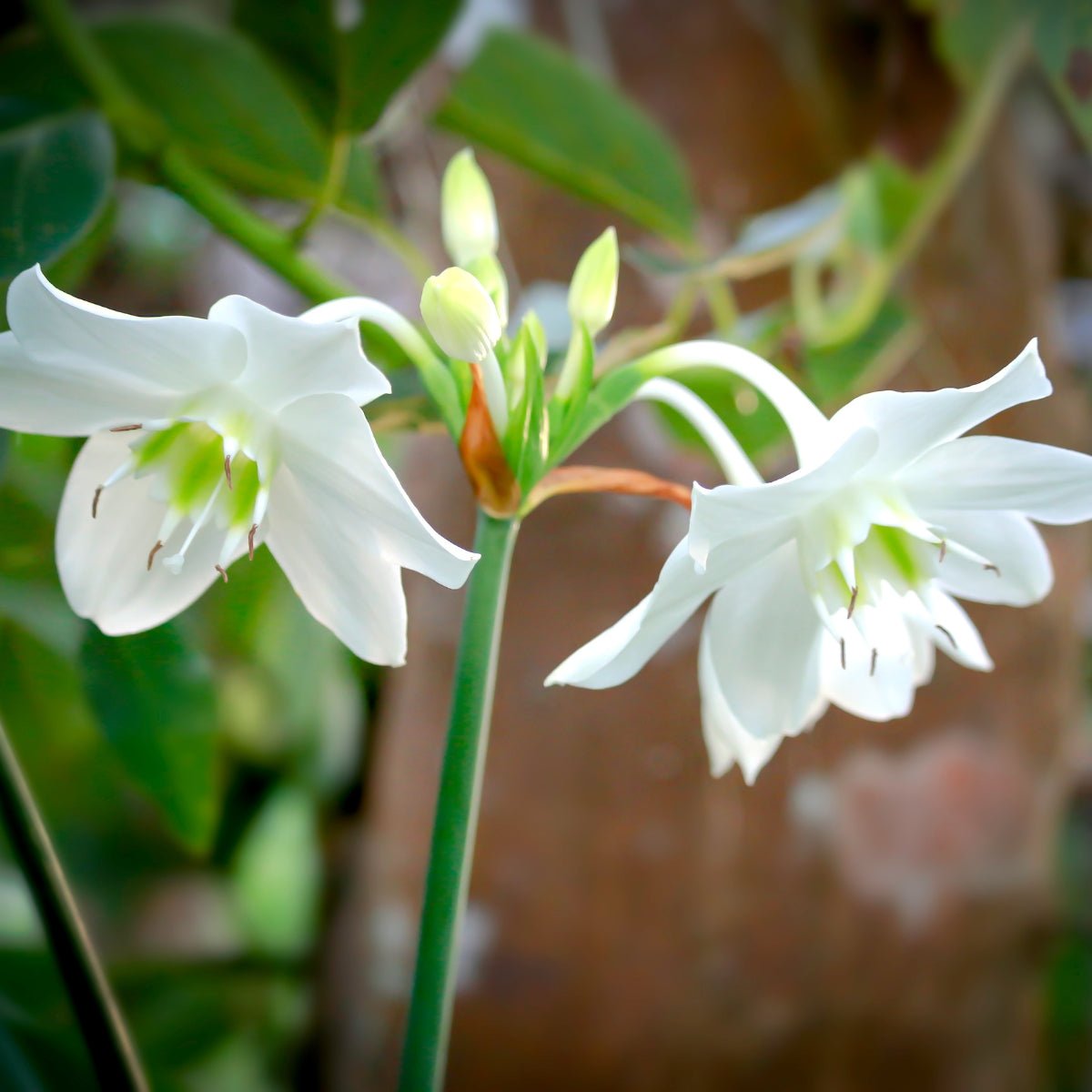 Eucharis grandifolia &