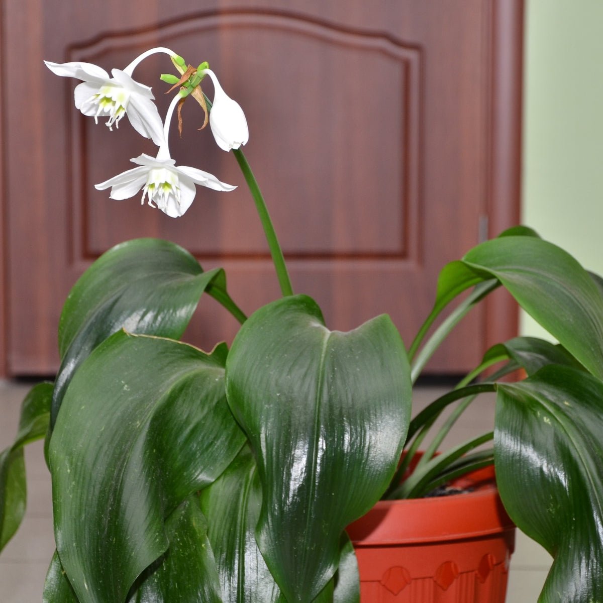 Eucharis grandifolia &