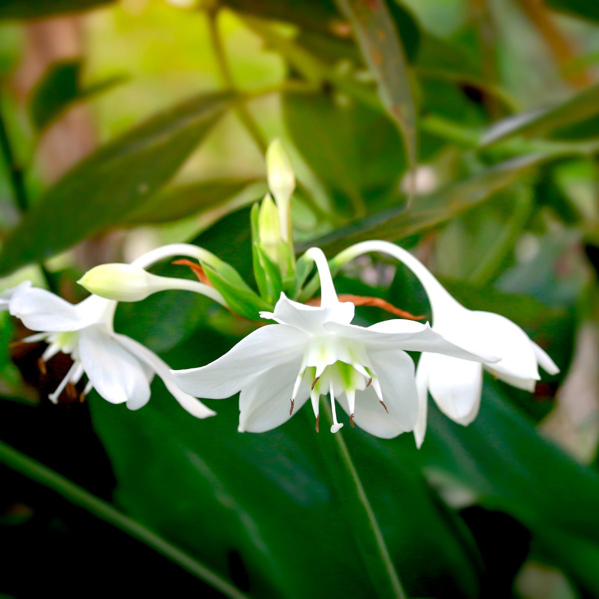 Eucharis grandifolia &