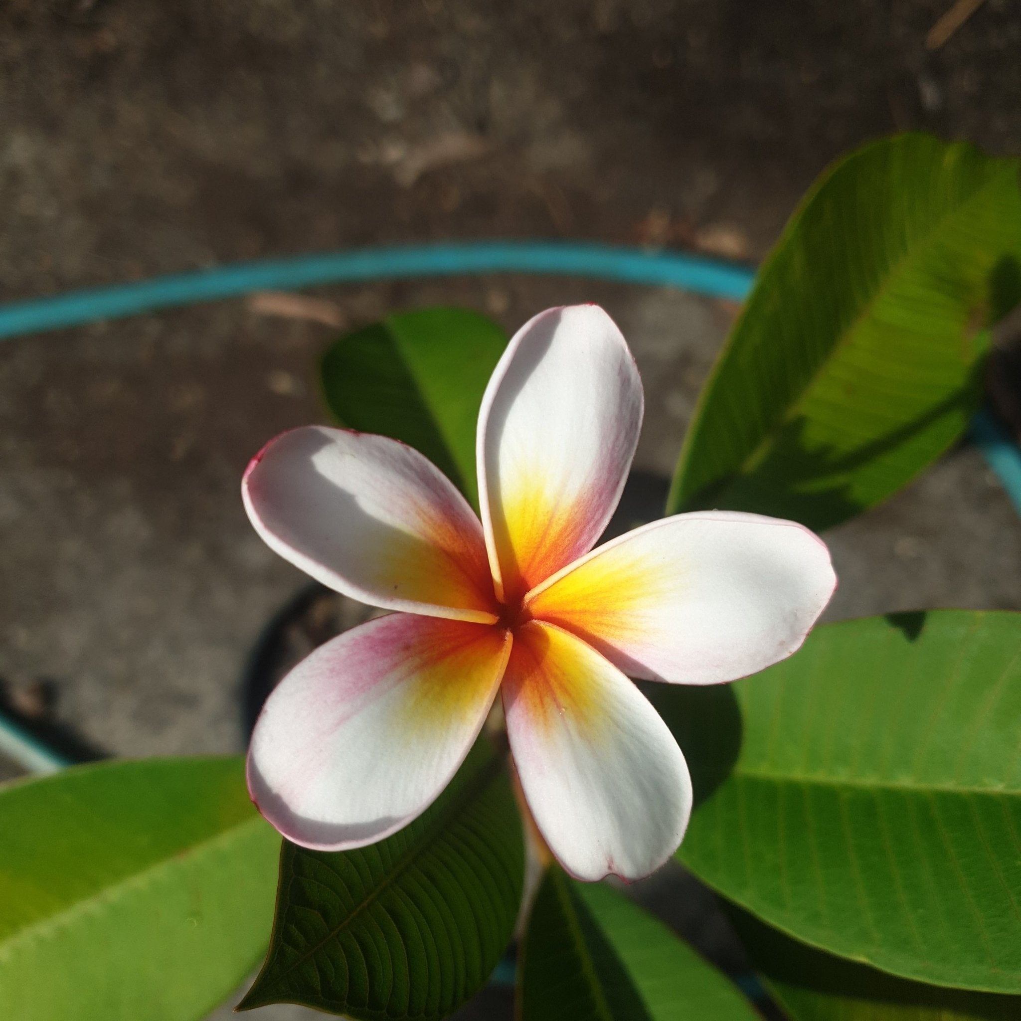 Frangipani (Plumeria Rubra) - Cuttings & Bare-rooted - Oldboy&