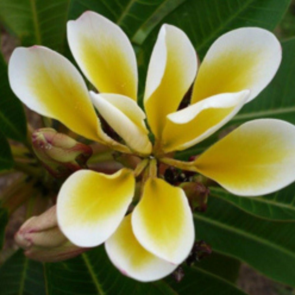 Frangipani - Oldboy&