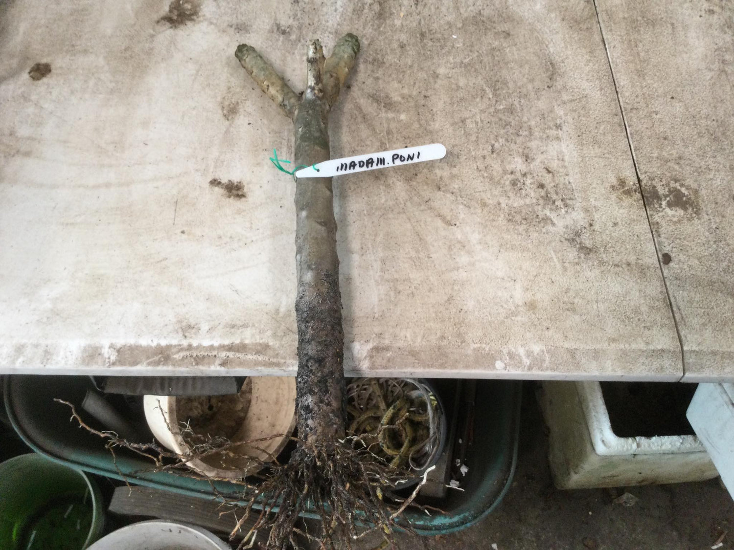 Frangipani - Oldboy&