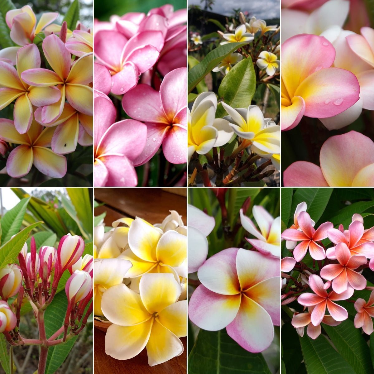 Frangipani (Plumeria Rubra) - Cuttings & Bare-rooted - Oldboy&