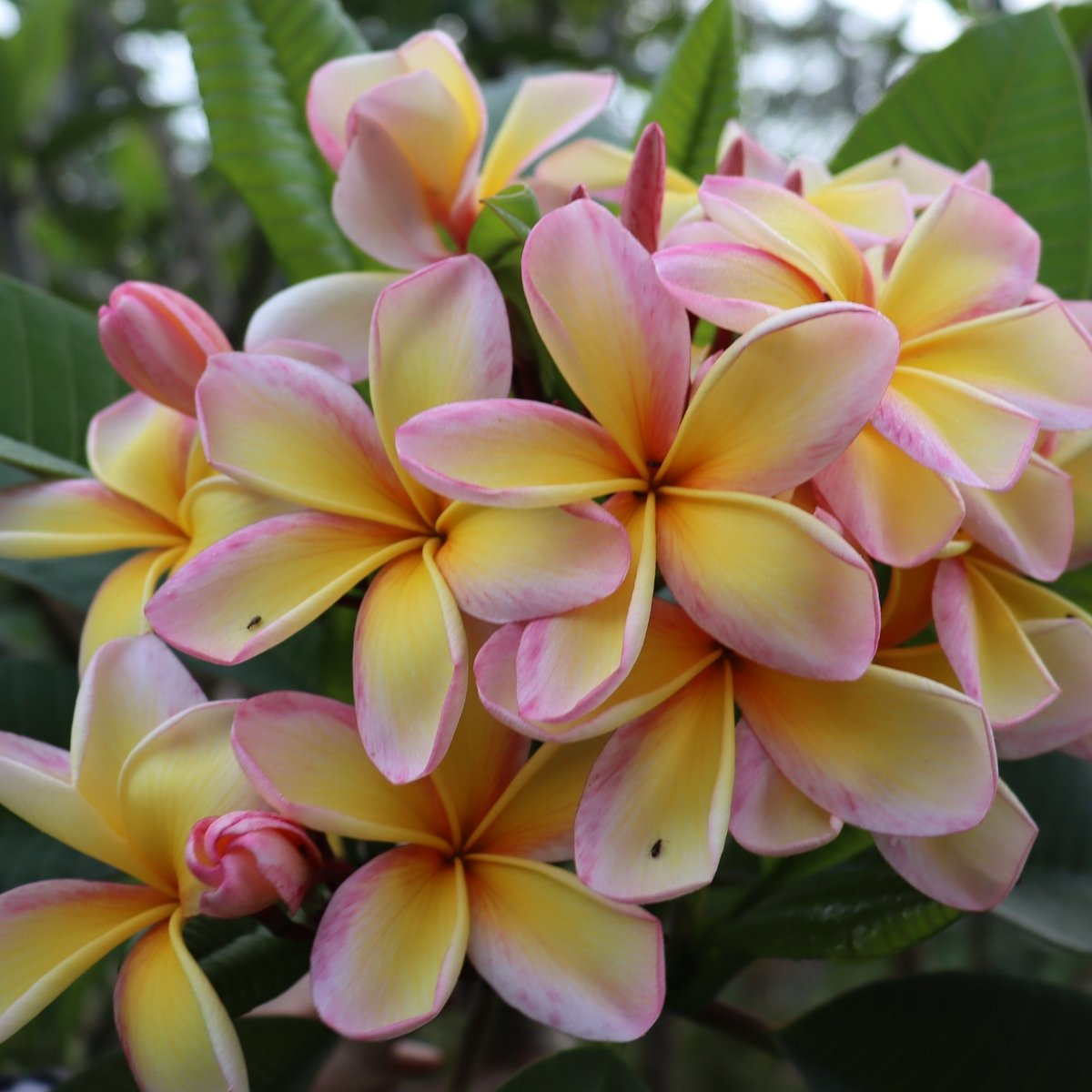 Frangipani Cuttings - Oldboy&